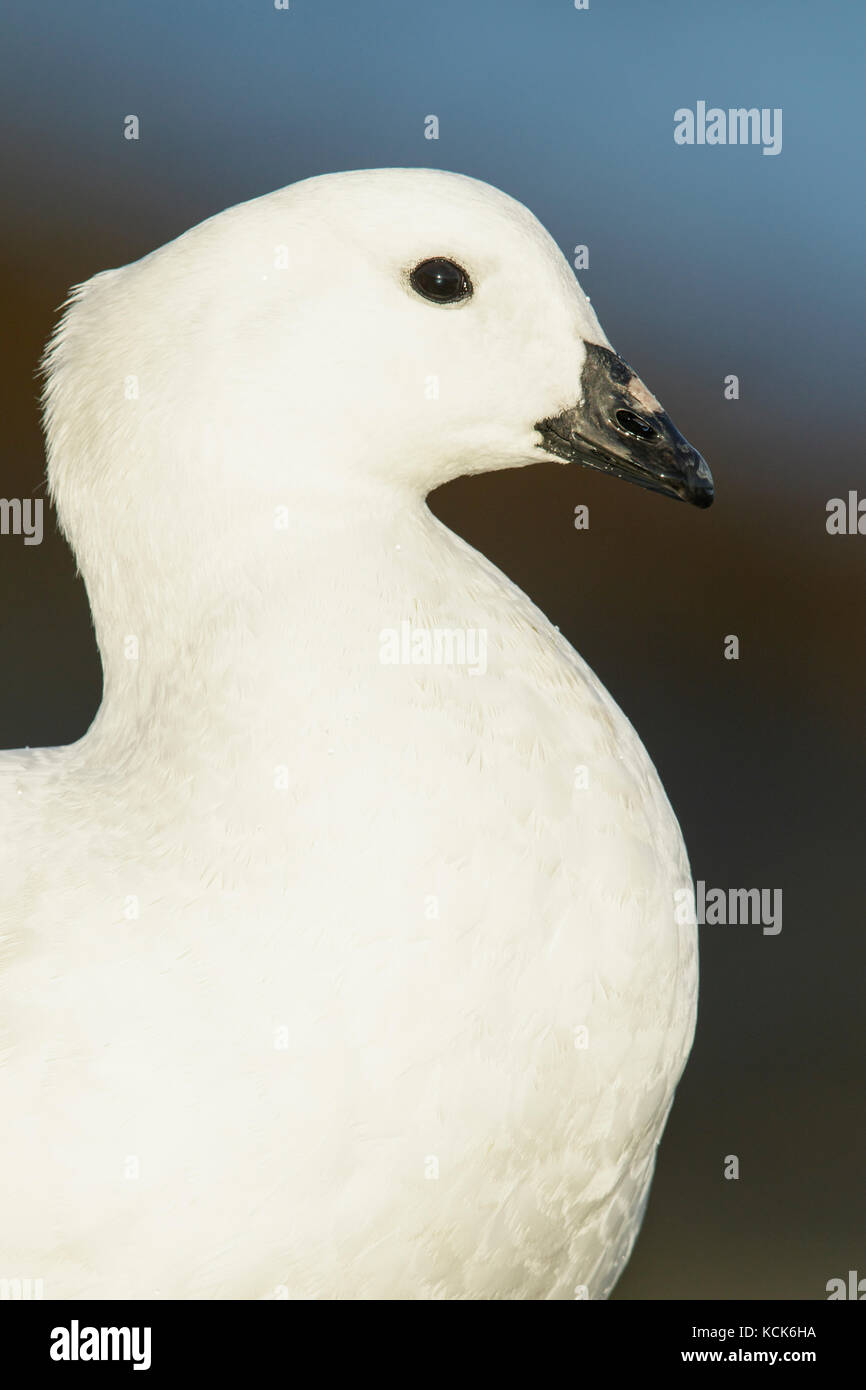 Kelp Goose (Chloephaga hybrida) dans les îles Falkland Banque D'Images