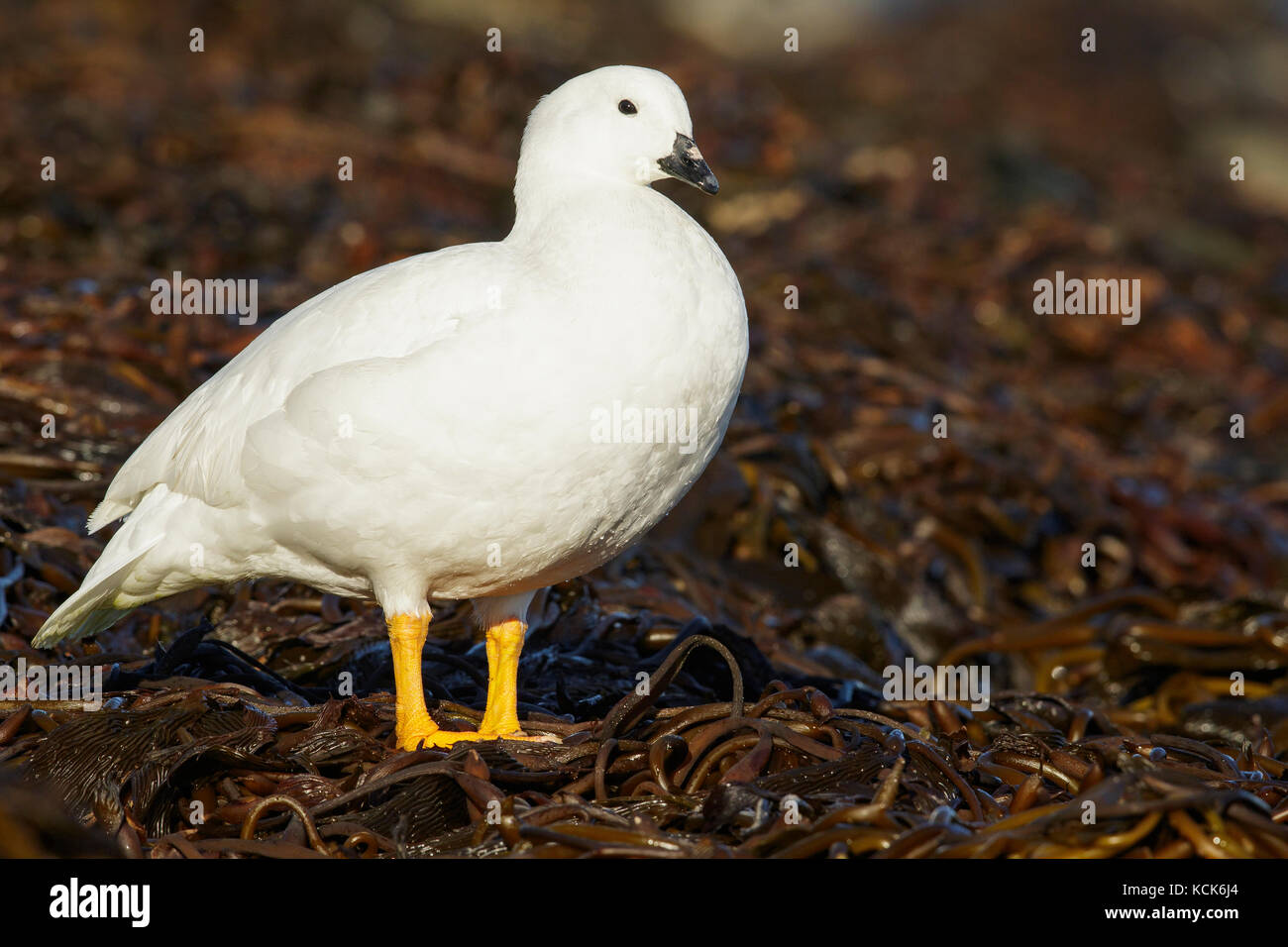 Kelp Goose (Chloephaga hybrida) dans les îles Falkland Banque D'Images