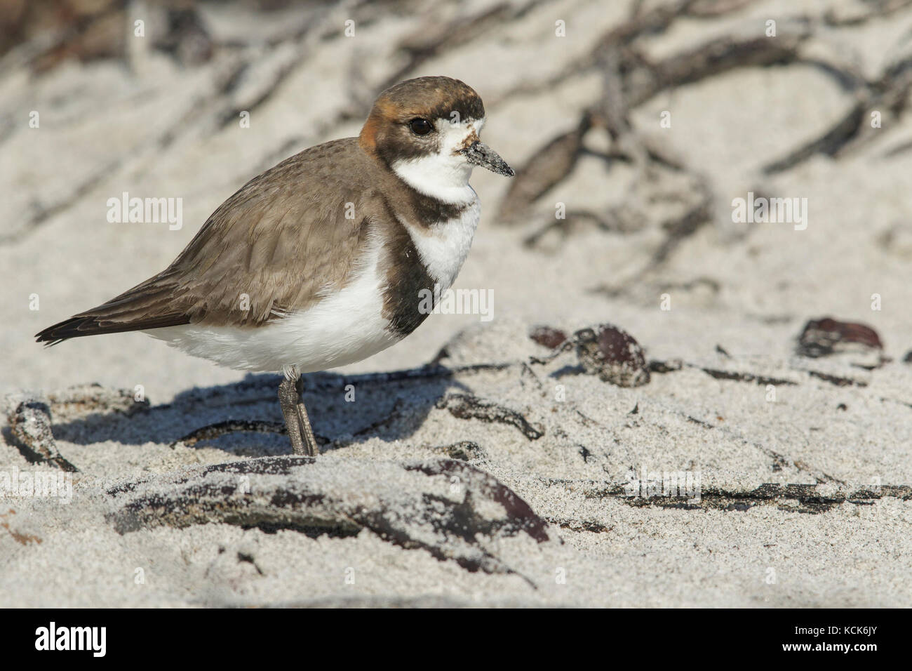 Deux-banded Plover (Charadrius falklandicus) sur une plage dans les îles Falkland. Banque D'Images