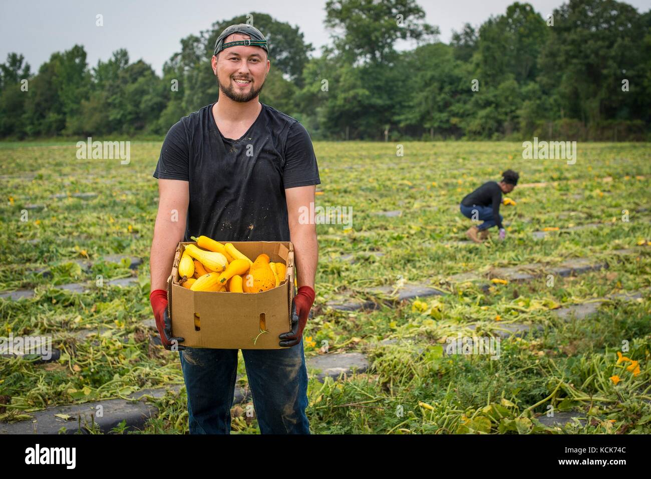 Des volontaires du Département de l'Agriculture des États-Unis (USDA) cueillent de la courge dans les champs de Miller Farms lors de la campagne Feds Feed Families du 28 juillet 2017 à Clinton, Maryland. (Photo de Preston Keres via Planetpix) Banque D'Images