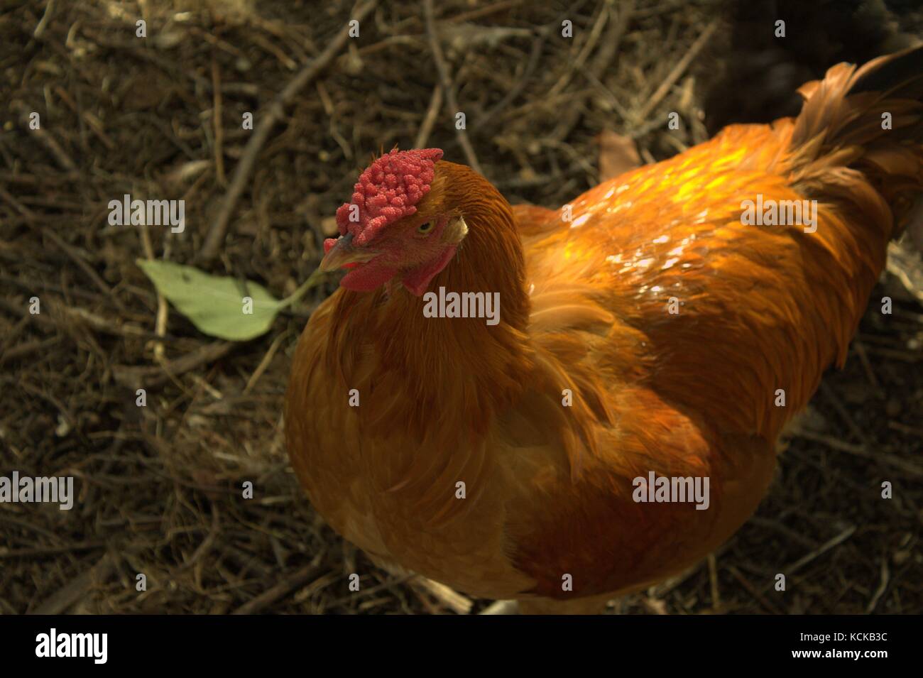 Buff Orpington Coq Wyandotte dentelle - a un intéressant Comb Banque D'Images