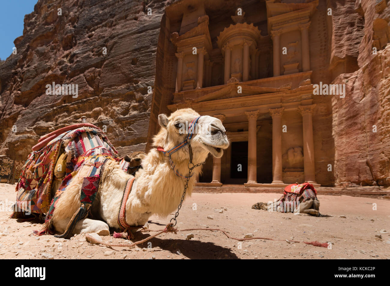 Deux chameaux, utilisés par les guides locaux pour les divertissements et les transports touristiques, crouch dans le sable devant le Trésor, un célèbre monument à Petra, Jordanie Banque D'Images