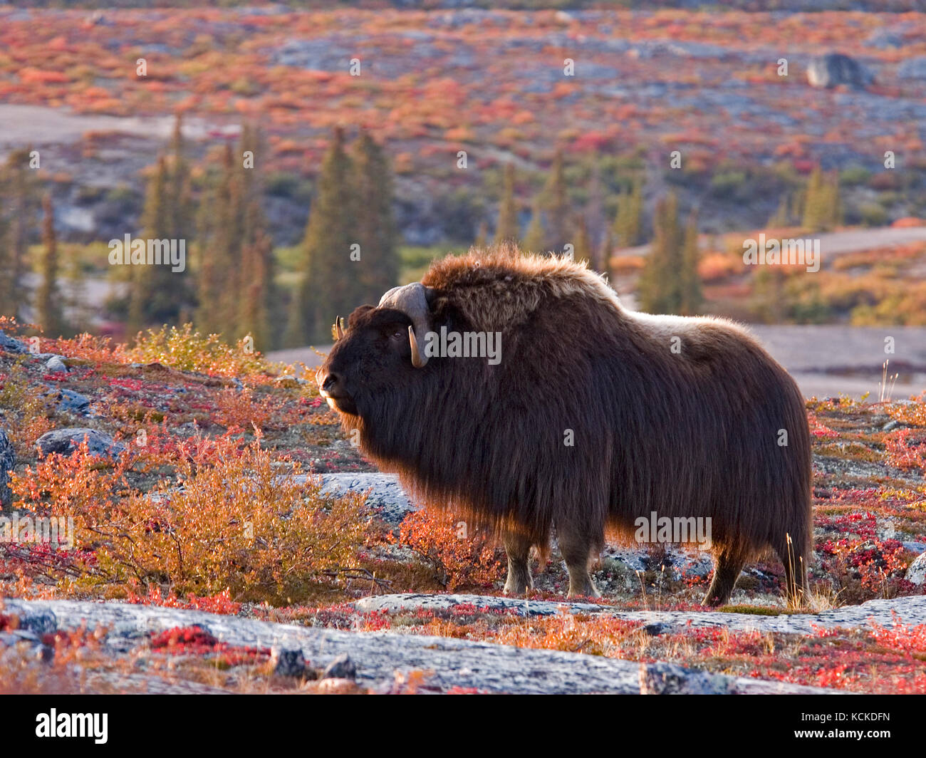 Bull, bœuf musqué Ovibos moschatus, sur la toundra d'automne près de Whitefish Lake, Territoires du Nord-Ouest, Canada Banque D'Images