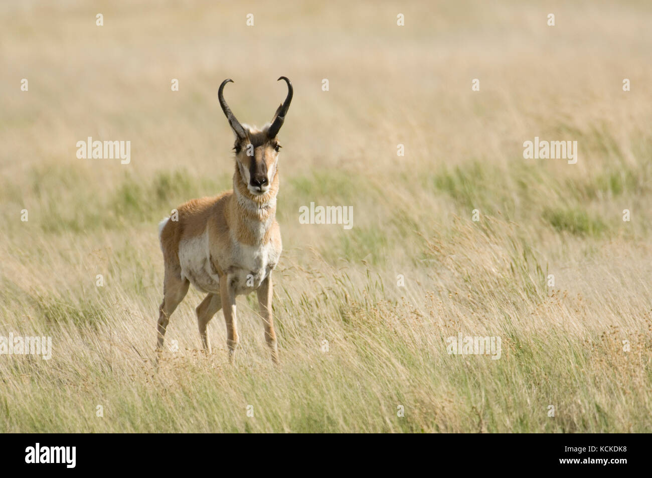 Buck l'antilocapre, Antilocapra americana, dans les hautes herbes des prairies, Montana, États-Unis Banque D'Images