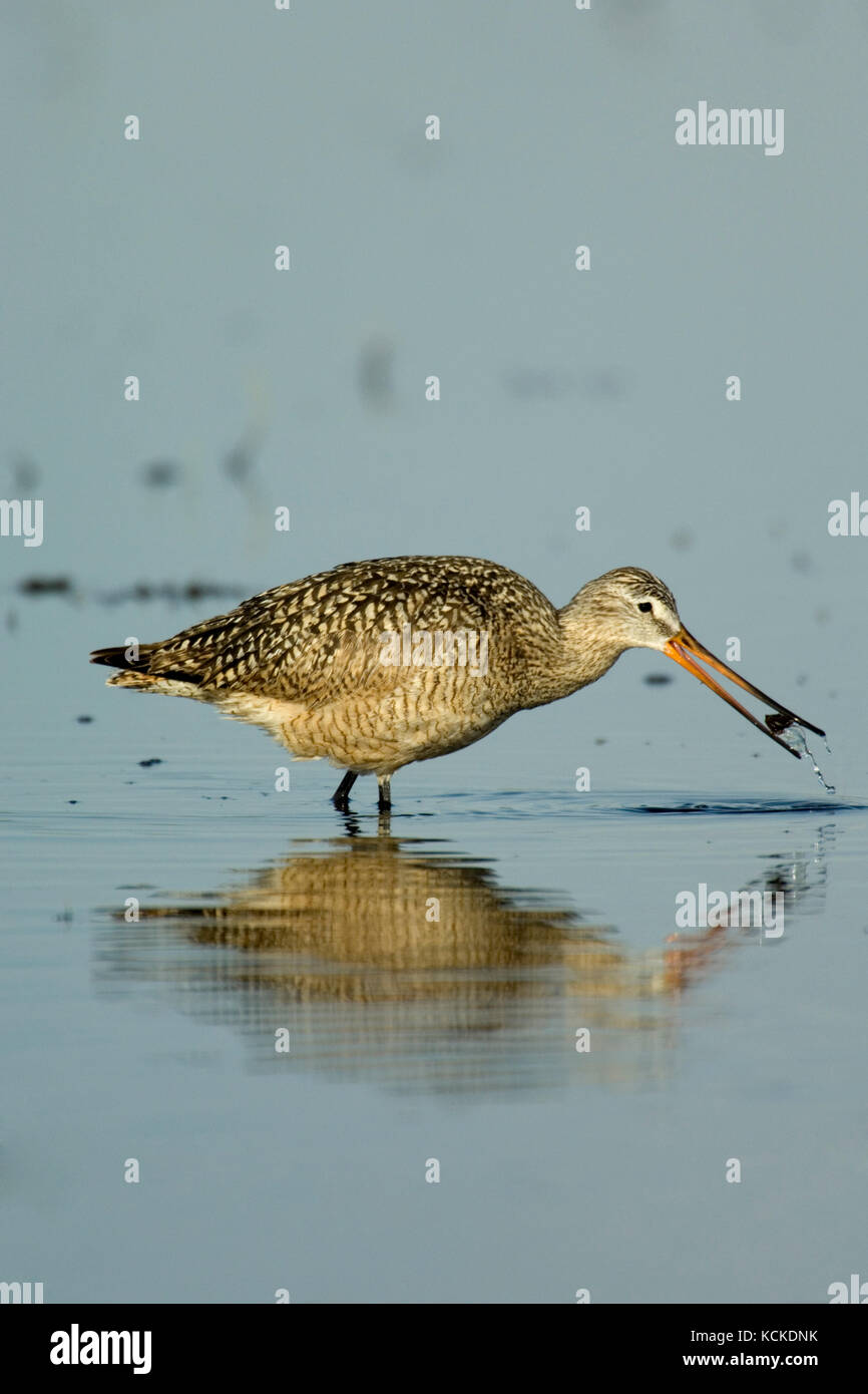 La Barge marbrée, Limosa fedoa, pataugeant avec quelque chose dans son bec, Saskatchewan, Canada Banque D'Images