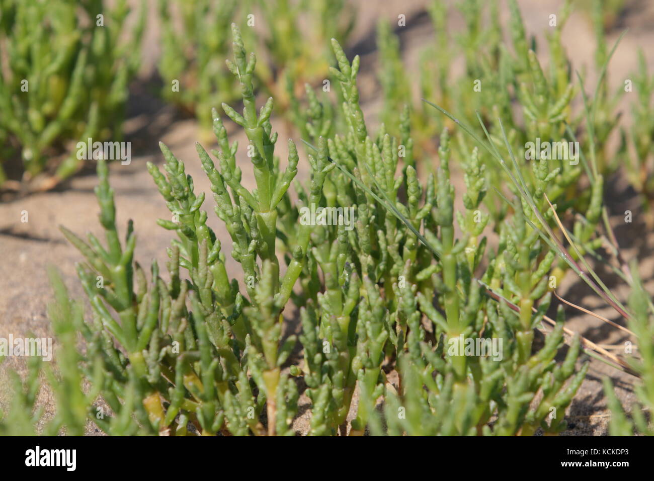 Salicornes ou salicorne Salicornia europaea Banque D'Images