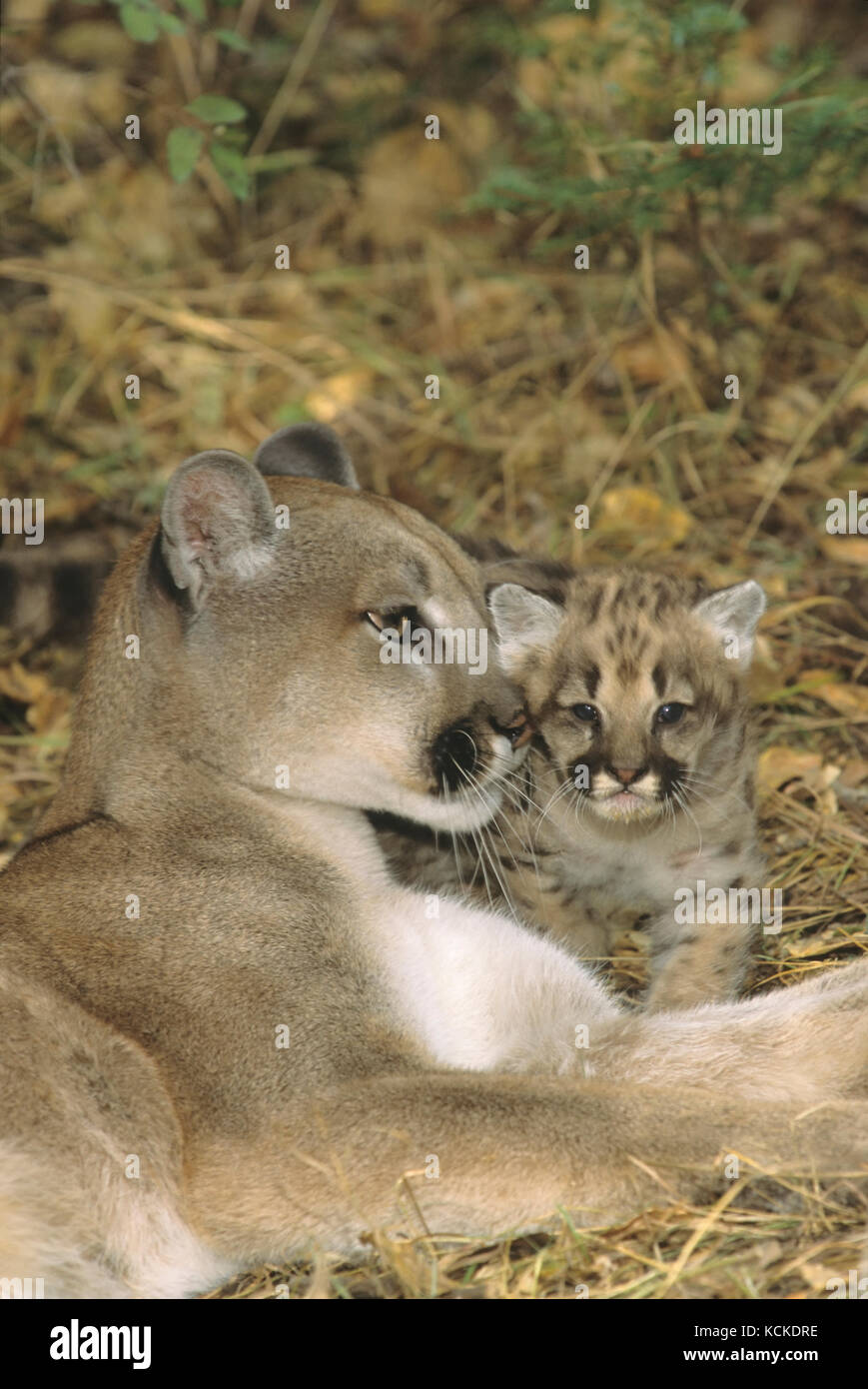 Mère de Cougar et 5 semaines chaton, Puma concolor, Montana, USA Banque D'Images