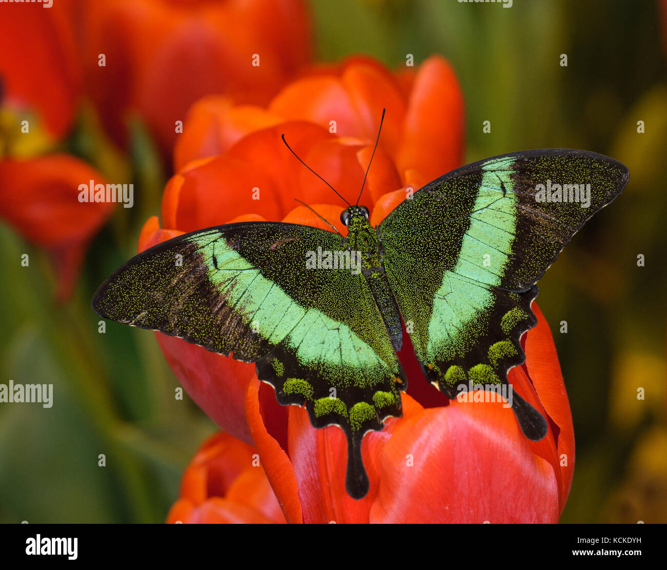 Palinurus Papilio machaon émeraude, de tulipes au printemps, sur Banque D'Images