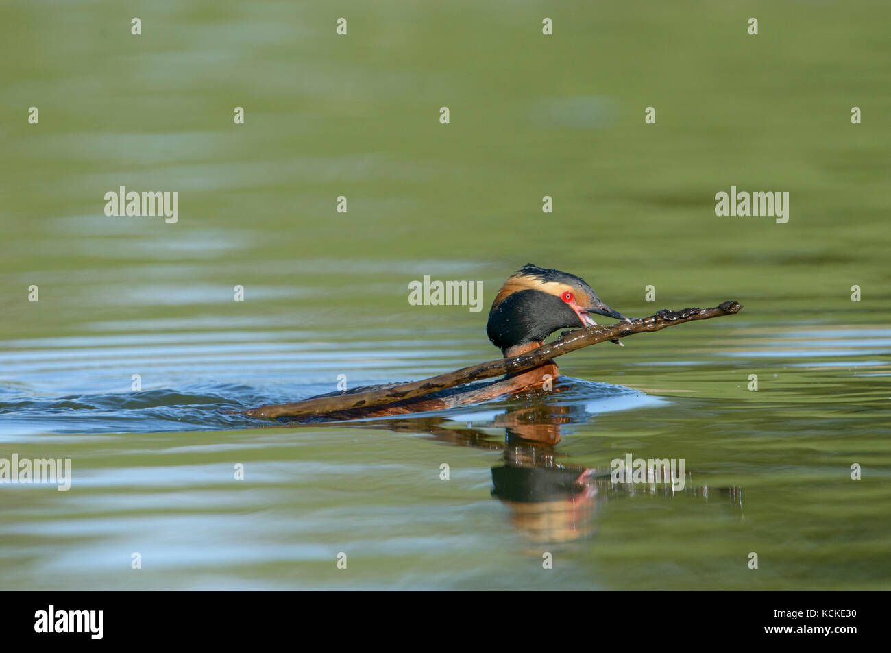 Grèbe esclavon Podiceps auritus,, natation dans l'eau verte avec la réflexion, l'accomplissement de son nid dans son bec, Saskatchewan, Canada Banque D'Images