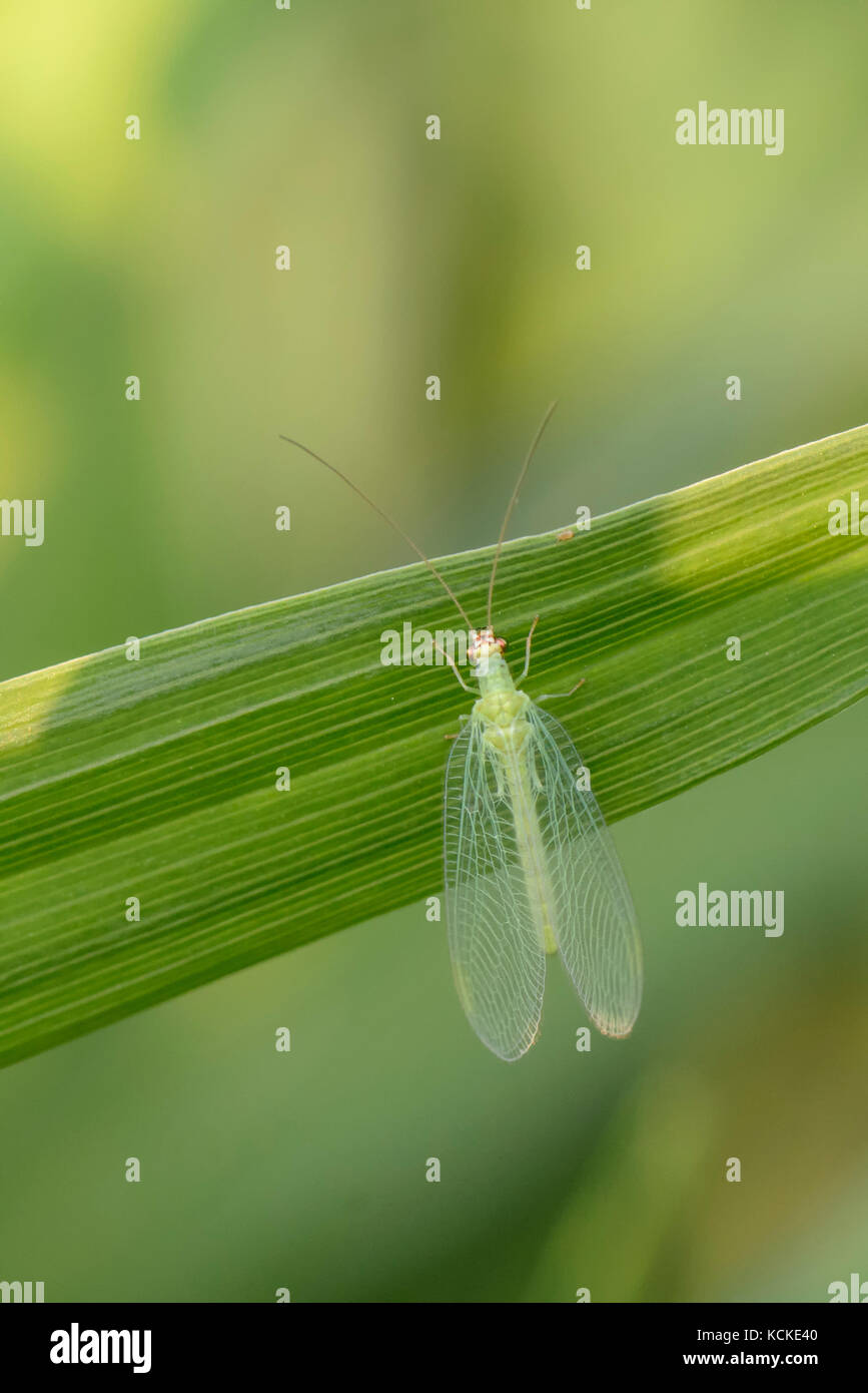 , Chrysope prédateur des insectes nuisibles, Warman, Saskatchewan, Canada Banque D'Images