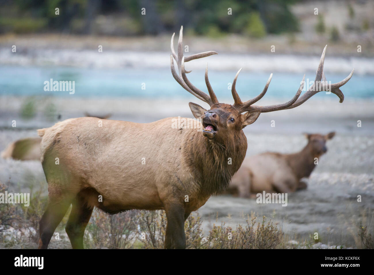 Les wapitis mâles, Cervus canadensis nelsoni, montagnes Rocheuses, Alberta, Canada Banque D'Images