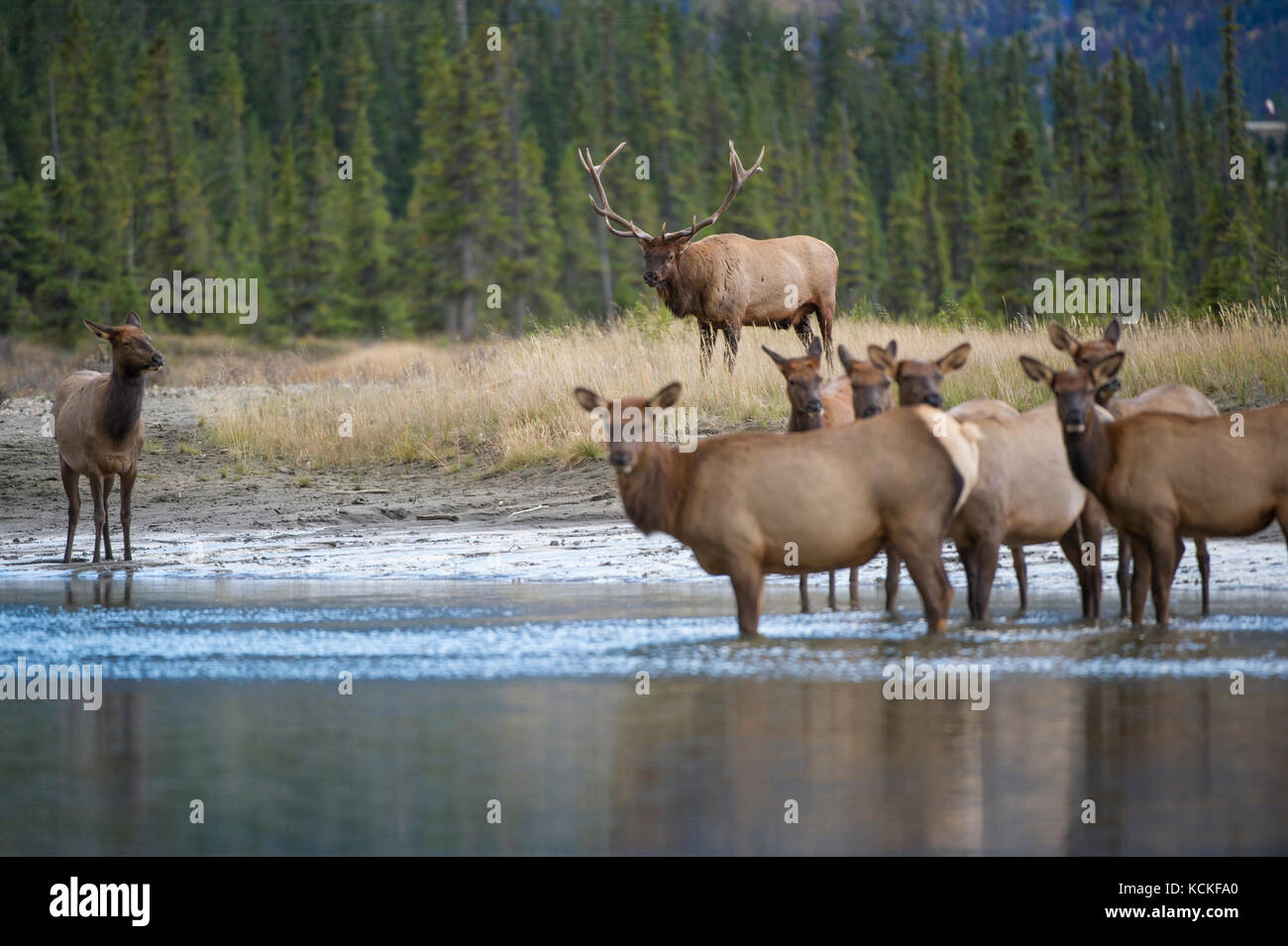 Homme et Femme, Elk Cervus canadensis nelsoni, montagnes Rocheuses, Alberta, Canada Banque D'Images