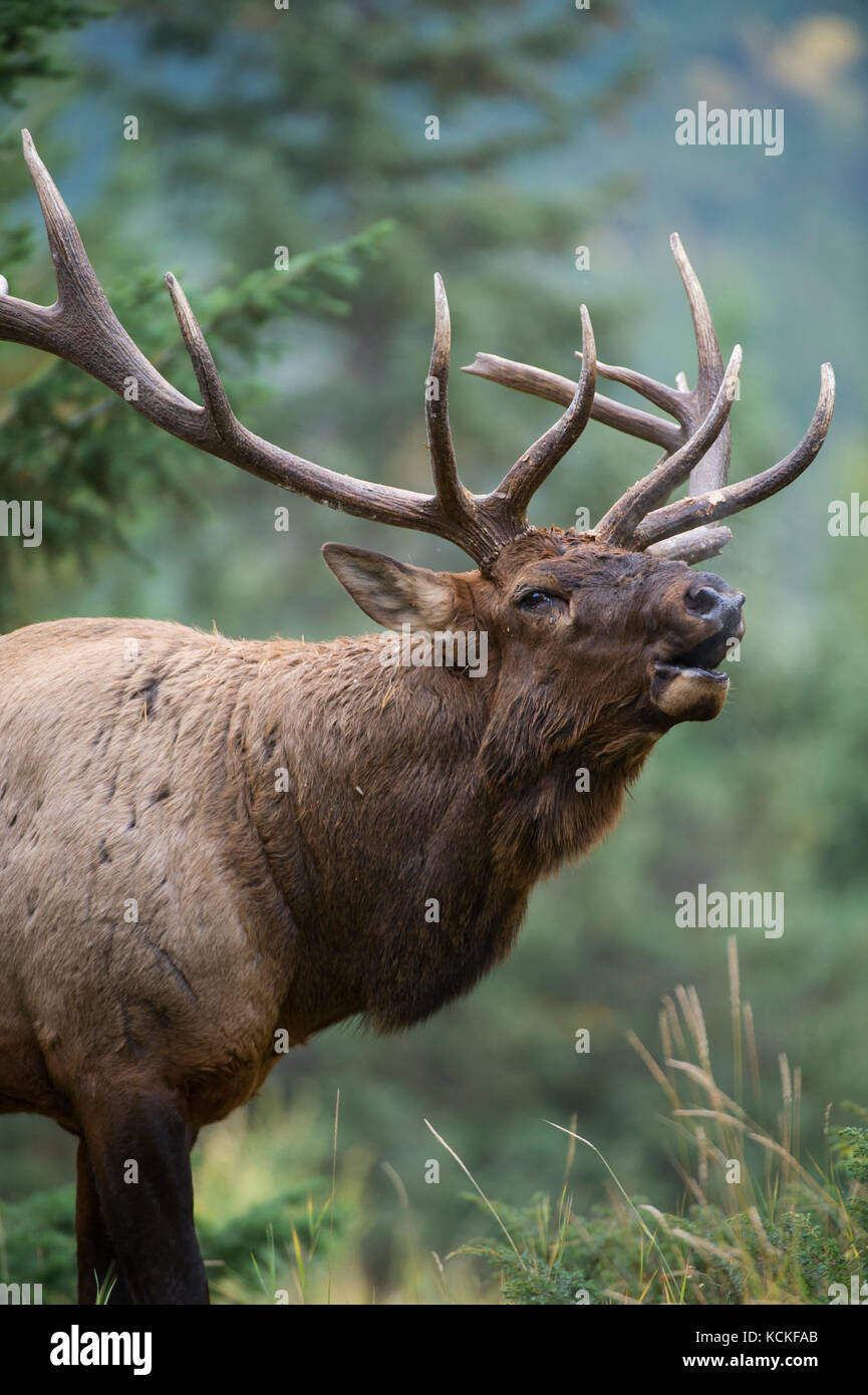 Les wapitis mâles, Cervus canadensis nelsoni, montagnes Rocheuses, Alberta, Canada Banque D'Images