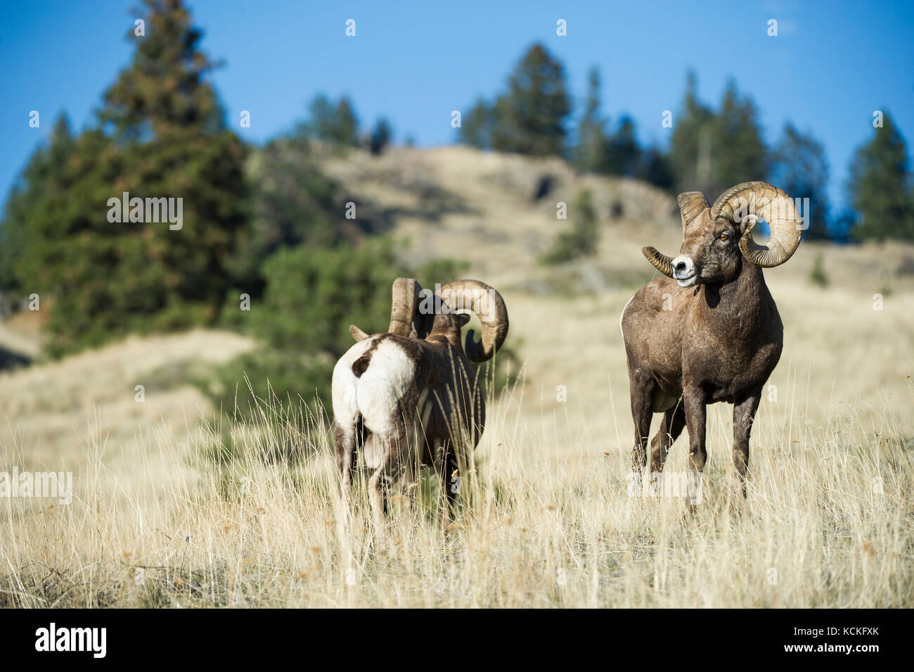 Mouflons mâles, Ovis canadensis, centre du Montana, USA Banque D'Images