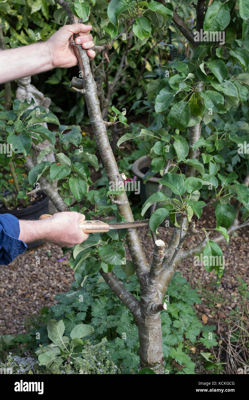 Malus domestica. Couper un jardinier apple tree à remplacer par un pommier colonnaire pour économiser de l'espace dans un jardin anglais. UK Banque D'Images