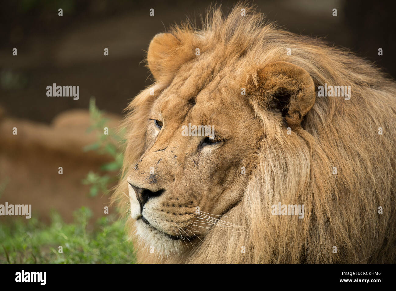Portrait d'un lion Banque D'Images