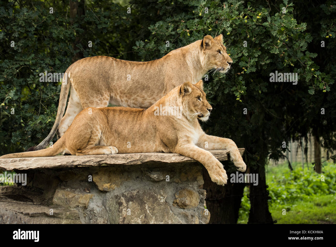 Deux lionnes, l'un debout, l'un couché Banque D'Images