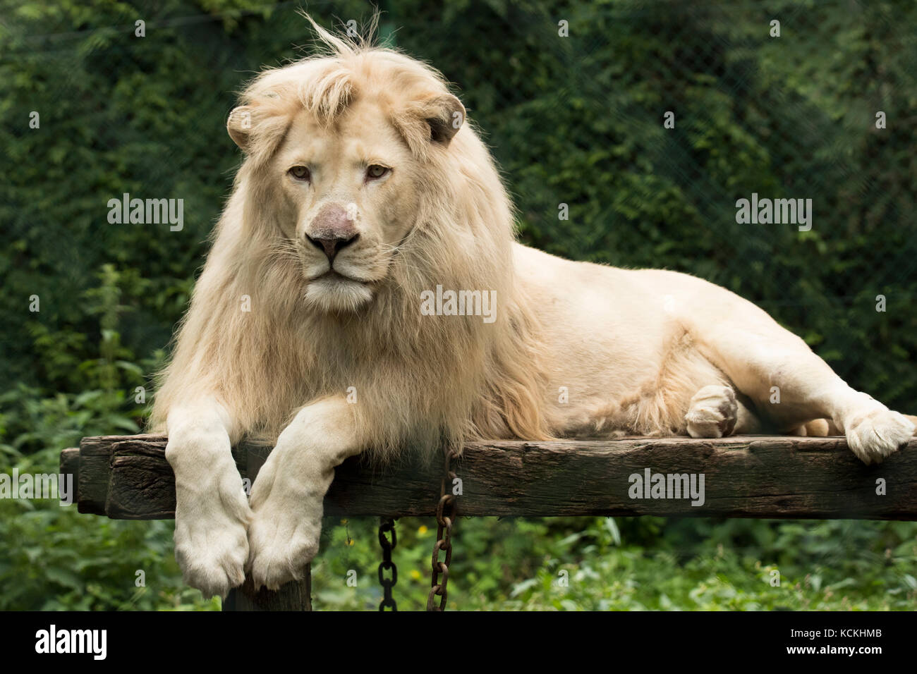 Roaring White Lion Banque D Image Et Photos Alamy