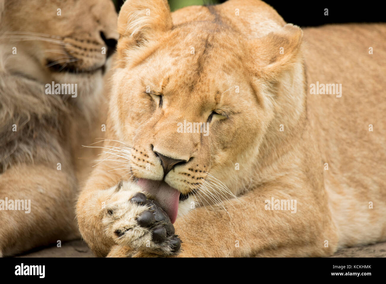 Jeune lionne likking paw Banque D'Images