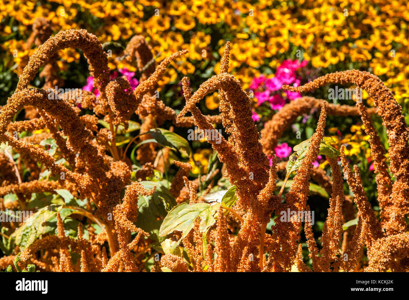 Jardin Amaranth, Amaranthus Cruentus ' Hot Biscuits ' Banque D'Images