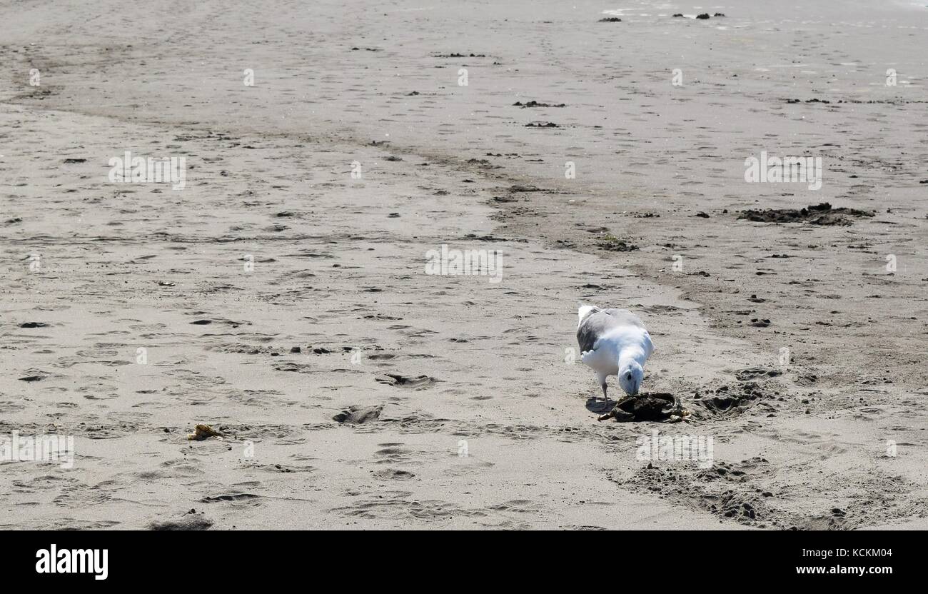 Seagull mange du crabe mort on beach Banque D'Images