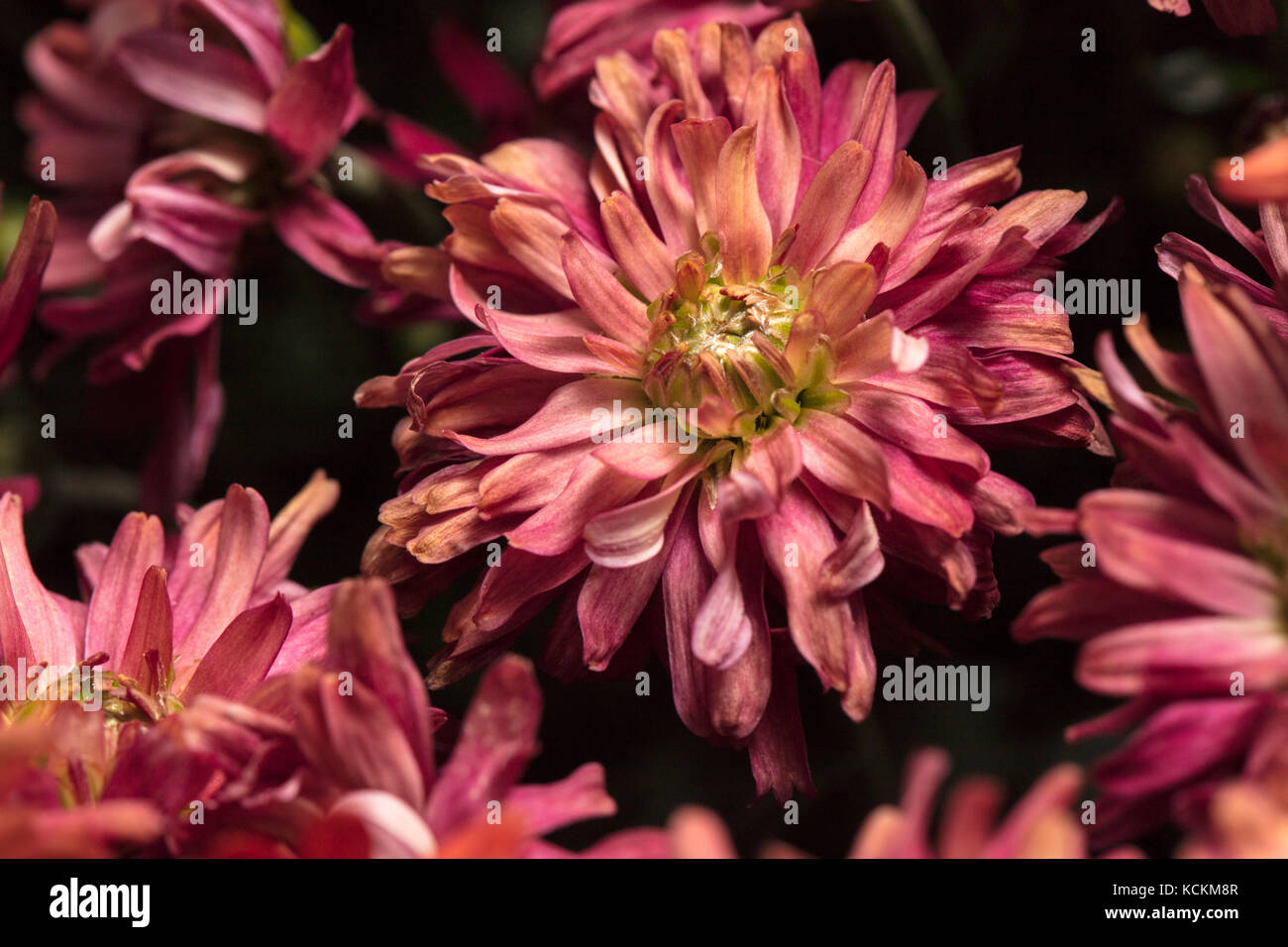 Bouquet de chrysanthèmes rouges à la lumière du jour Banque D'Images