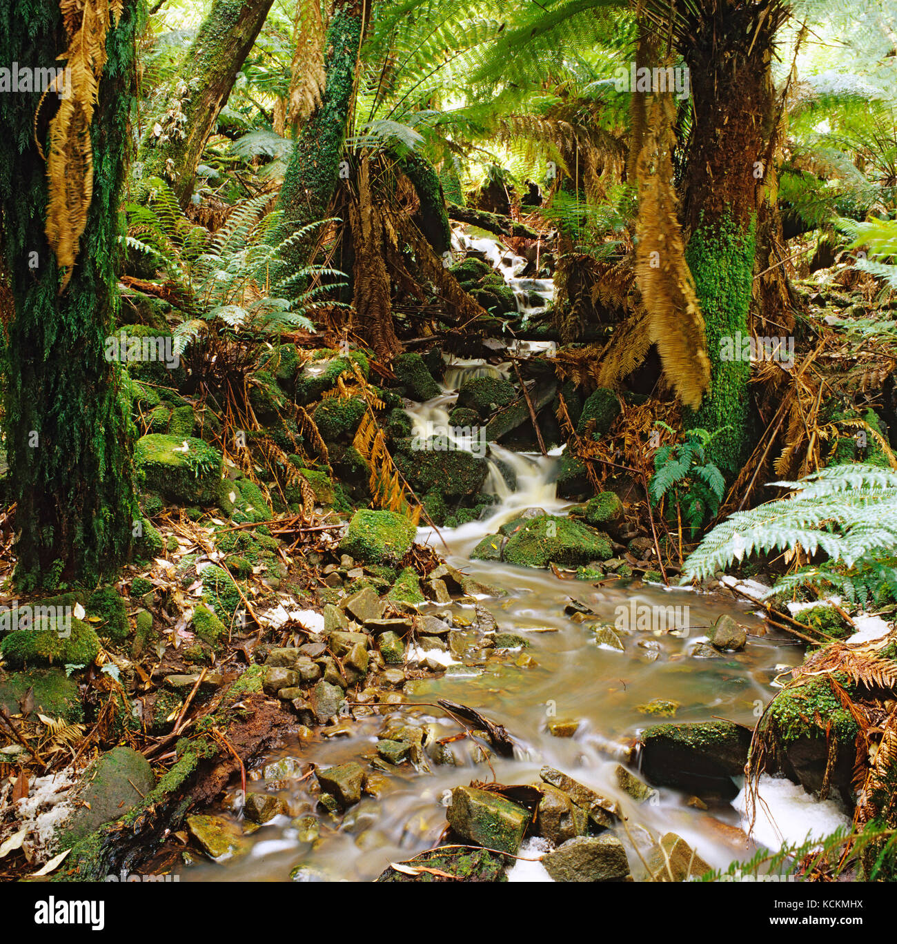 Crique dans la forêt tropicale tempérée, nord-est de la Tasmanie, Australie Banque D'Images
