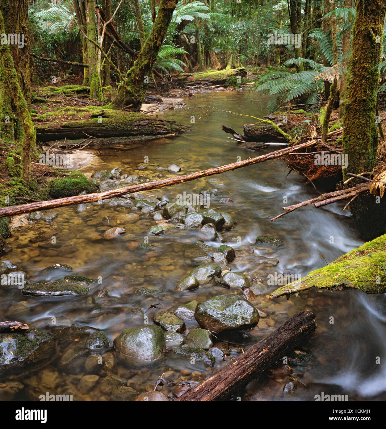 Lady Barron Creek, parc national de Mount Field, Tasmanie, Australie Banque D'Images
