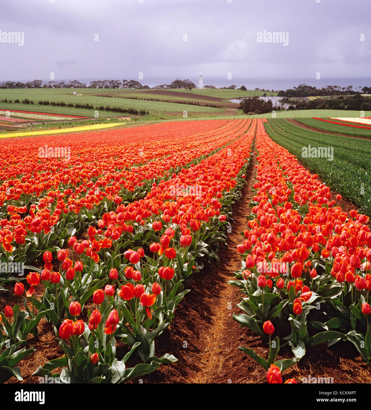 Quelques-uns des 15 hectares de Tulips, avec une production de fleurs presque toute l'année, dans la ferme de Van Diemen Quality bulbes, Table Cape, près de Wynyard, Tasman Banque D'Images