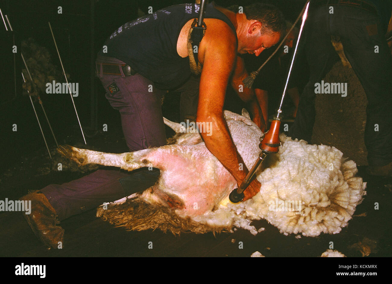 Shearer at Work, Woolnorth Station, nord-ouest de la Tasmanie, Australie Banque D'Images