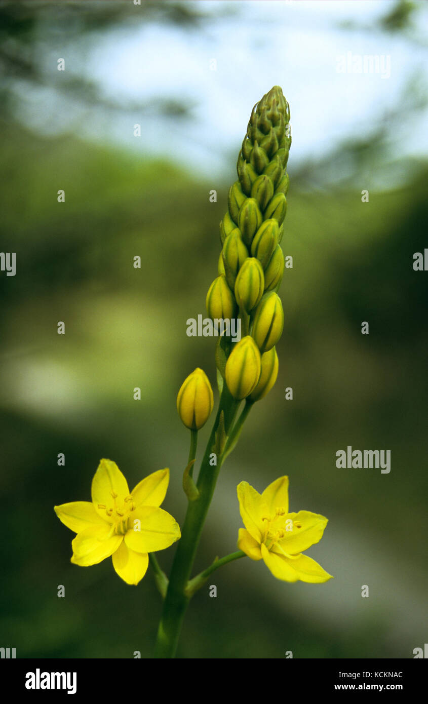 Lily Bulbine (Bulbine bulbosa). Les Autochtones ont mangé les cormes. Côte est de Tasmanie, Australie Banque D'Images