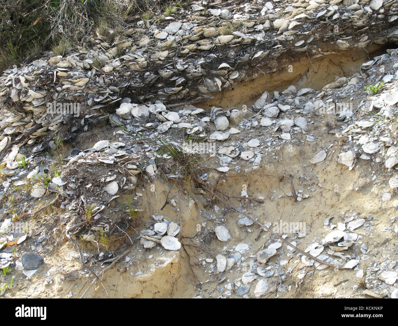 Carapace aborigène midden, à Carlton River Mouth, dans le sud-est de la Tasmanie, en Australie Banque D'Images