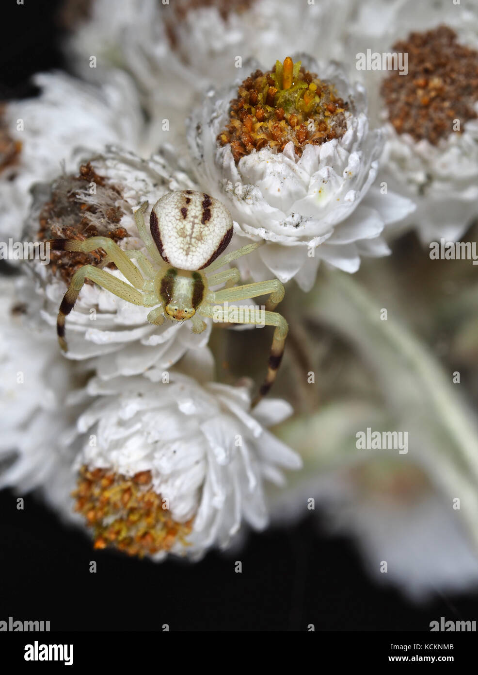 De minuscules (corps 4mm) Verge d'araignée crabe des mâles subadultes (Misumena vatia) sur assis sur un pearly everlasting (Anaphalis margaritacea) dans la région du Nord-Ouest du Pacifique Banque D'Images