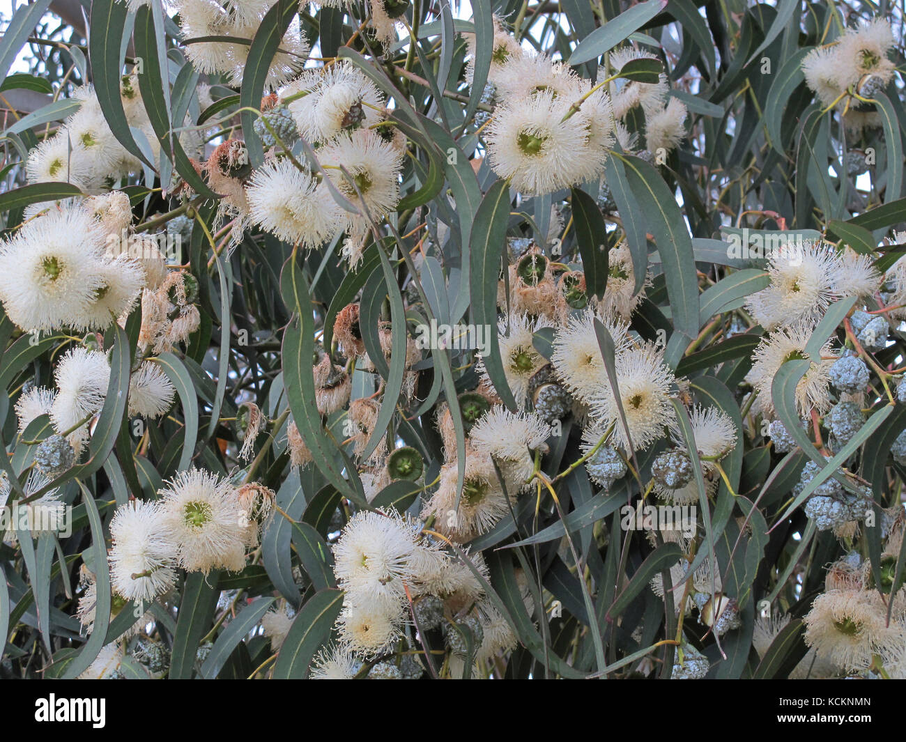 Gomme bleu de Tasmanie (Eucalyptus globulus), en fleur. L'arbre pousse à environ 55 m, les branches les plus basses bien au-dessus du sol. Banque D'Images