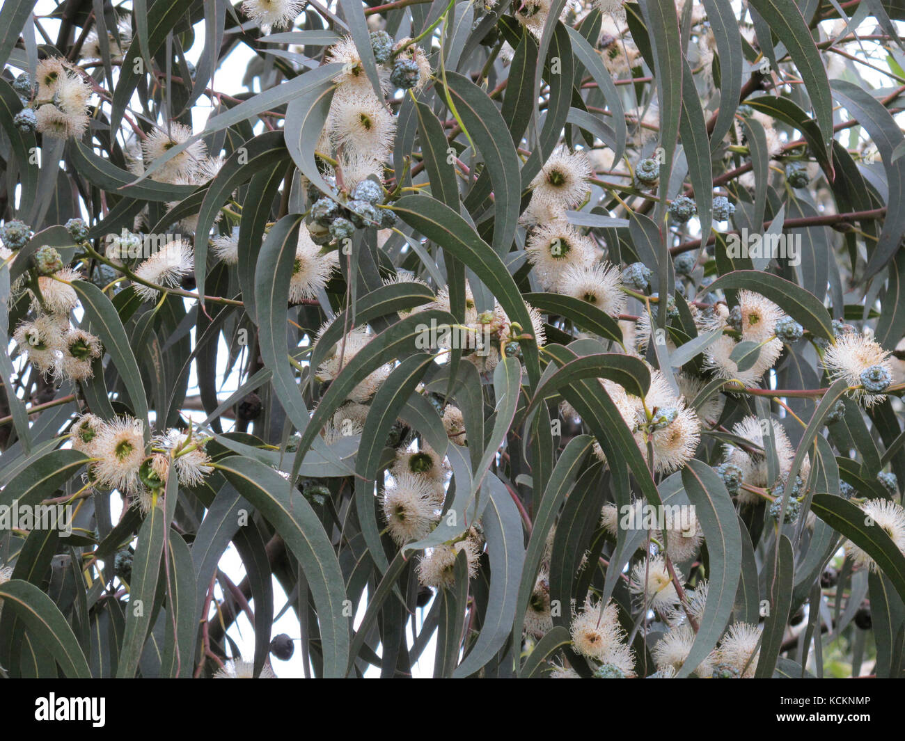 Tasmanian Blue Gum Eucalyptus Globulus En Fleurs Larbre