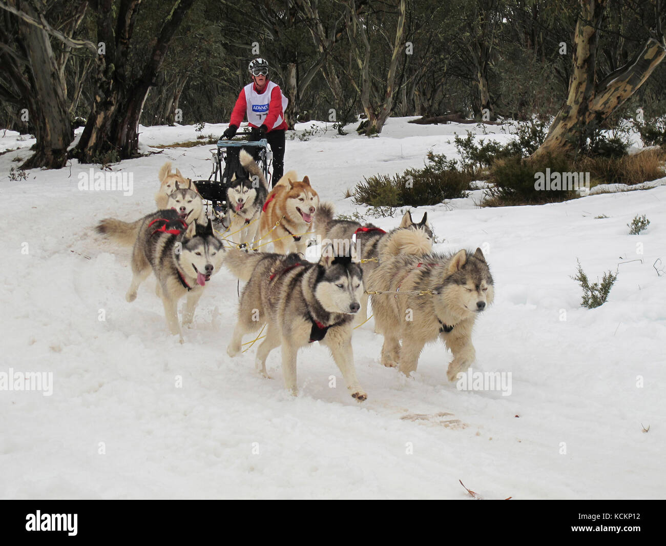 Course de chiens de traîneau, Dinner Plain près de Mount Hotham, dans le nord-est de Victoria, en Australie Banque D'Images