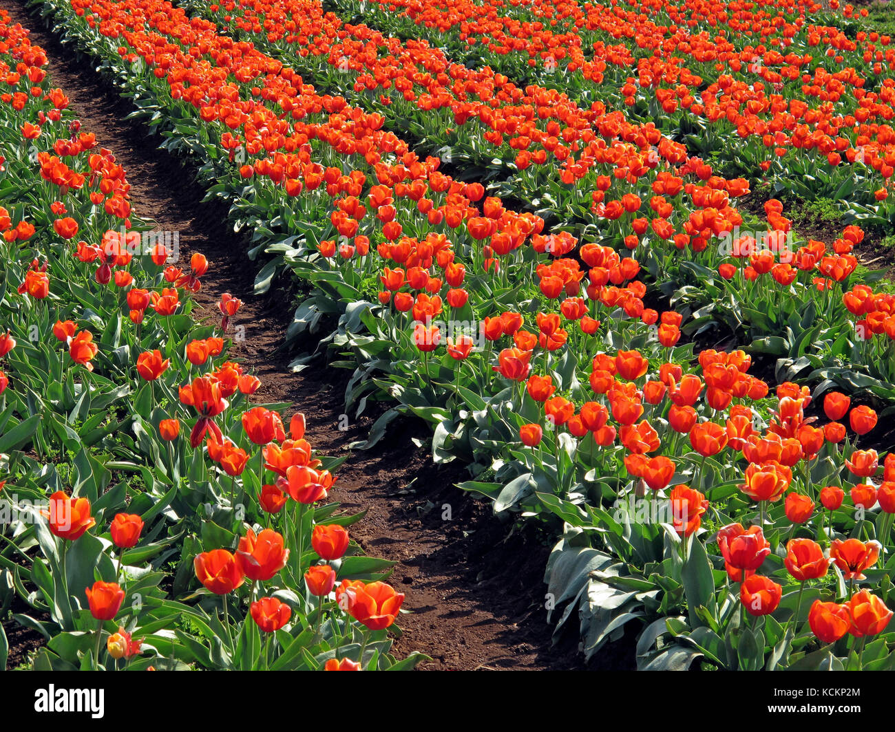 Tulipes rouges (Tulipa sp.) pour l'industrie des fleurs coupées et des bulbes. Table Cape, près de Wynyard, Tasmanie, Australie Banque D'Images