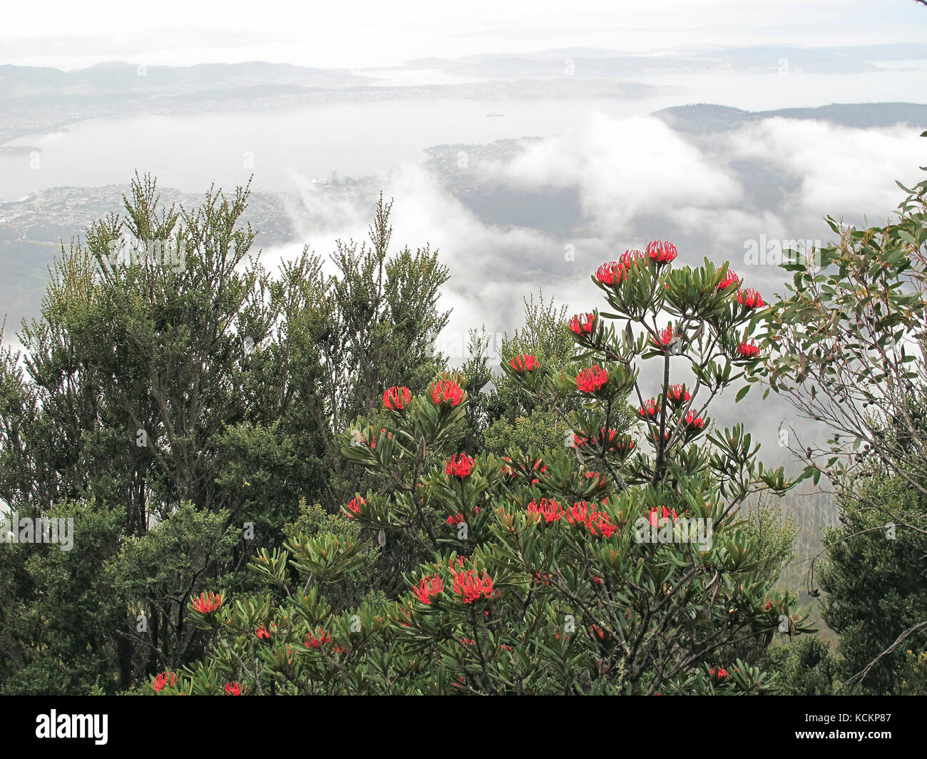 waratah tasmanienne (Telope truncata), en fleur. Mount Wellington, Hobart, Tasmanie, Australie Banque D'Images