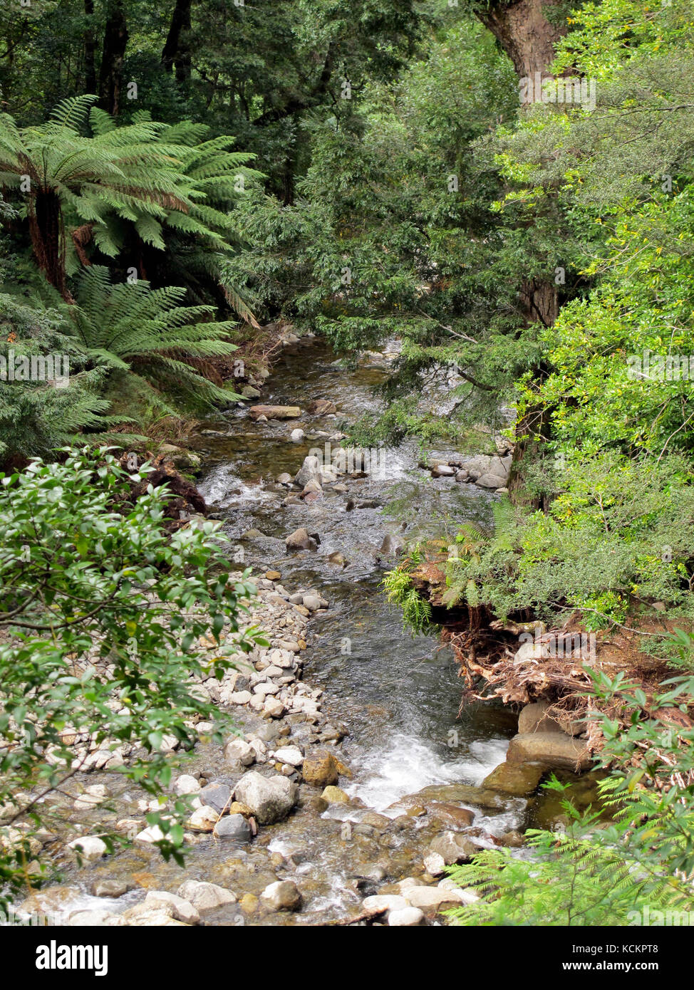 Liffey River, réserve forestière de Liffey Falls, Tasmanie, Australie Banque D'Images