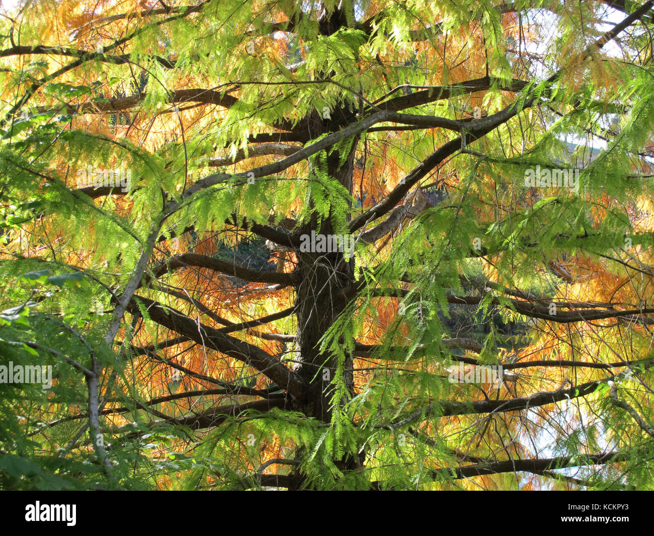 Mélèze japonais (Larix kaempferi), en automne. Un conifères à feuilles caduques, l'un des rares. Emu Valley Rhododendron Gardens, Burnie, Tasmanie, Australie Banque D'Images