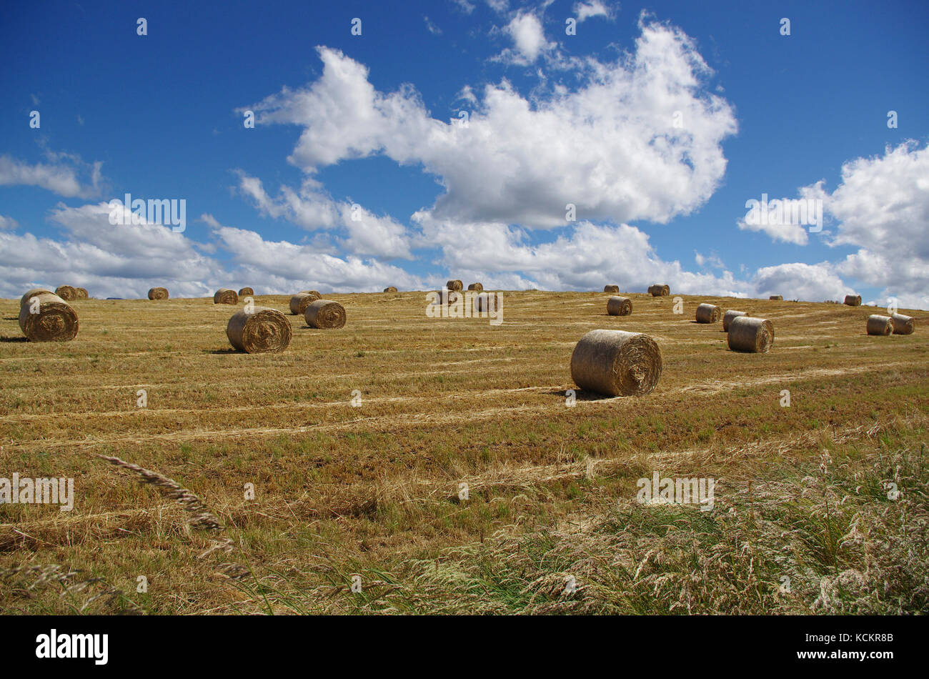 Champ de balles de foin, Deloraine, Tasmanie, Australie Banque D'Images