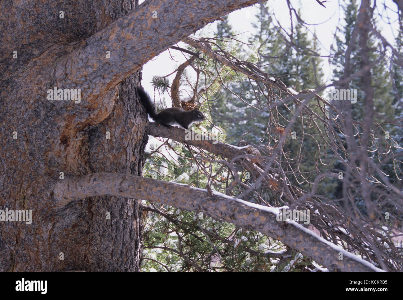 Écureuil gris de l'est (Sciurus carolinensis), dans la forêt de pins de Lodgepole, Colorado, États-Unis Banque D'Images