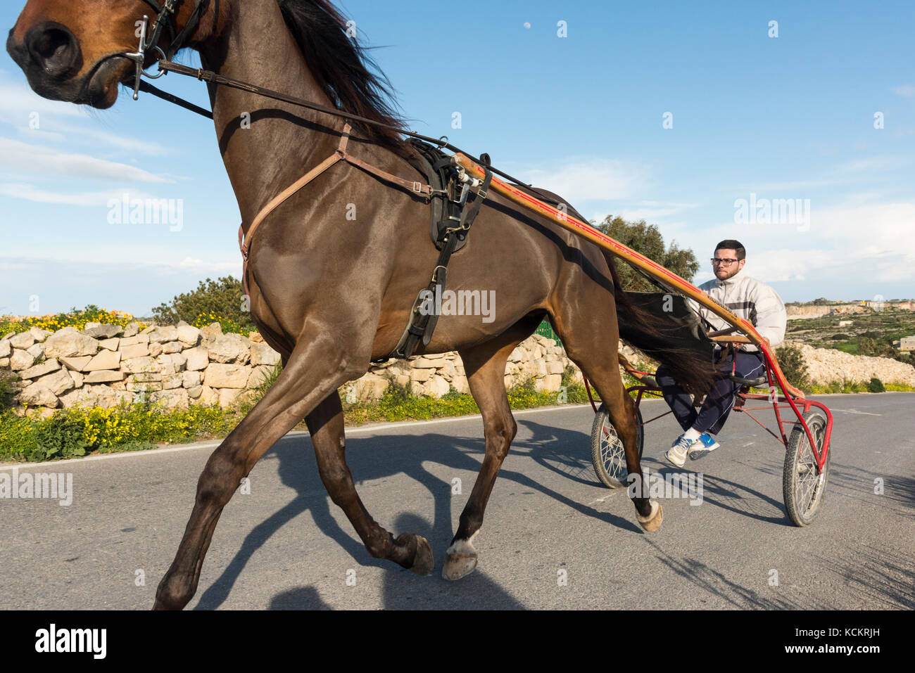 Un homme conduisant un cheval de course et de panier ou de transport sur route, dans la campagne à Malte Banque D'Images