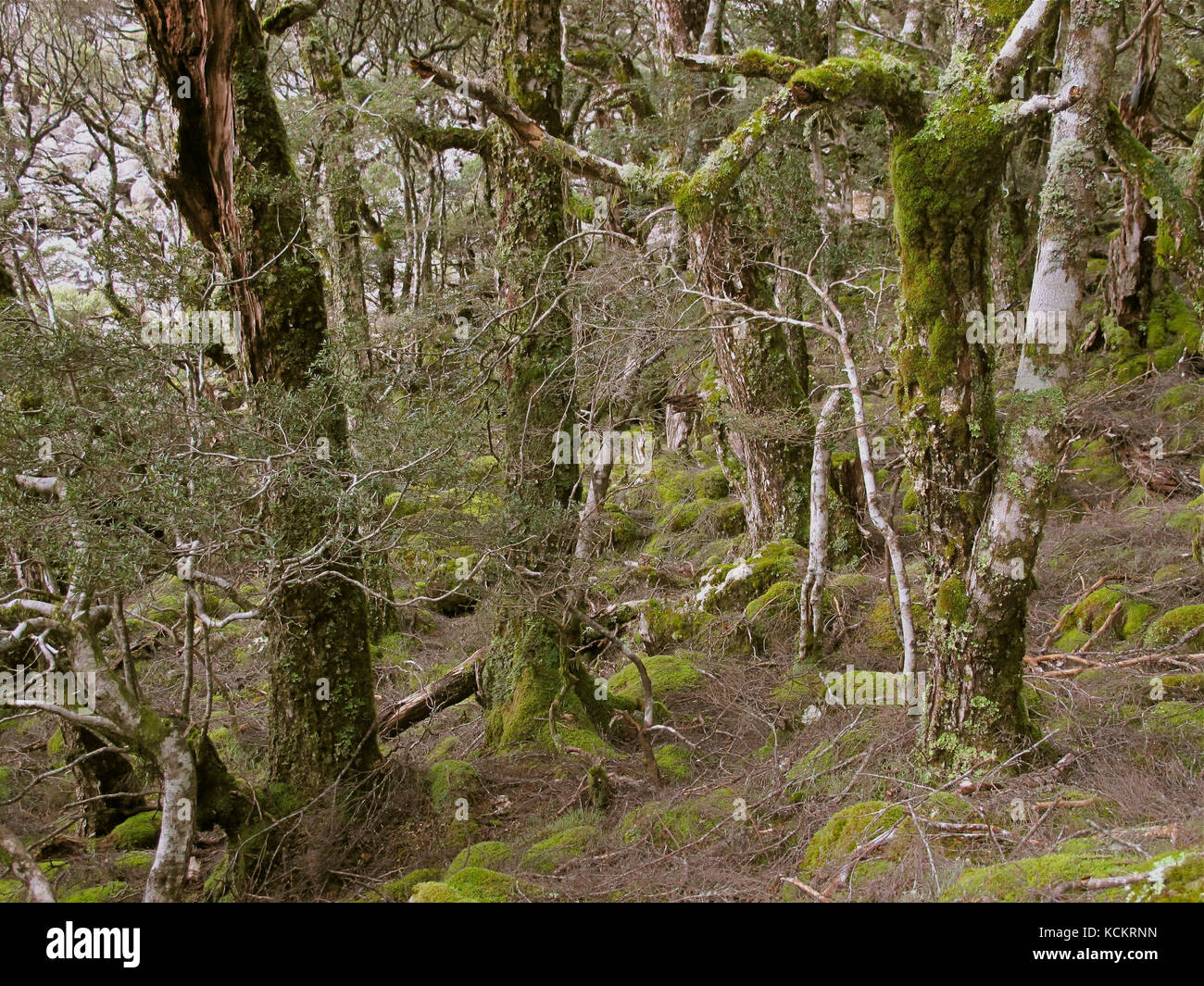 La forêt de hêtre de Myrtle (Nothofagus cunninghamii,), la plus haute forêt  tropicale avant la crête de l'escarpement des cires occidentales et le  gommage résistant à la neige c Photo Stock -