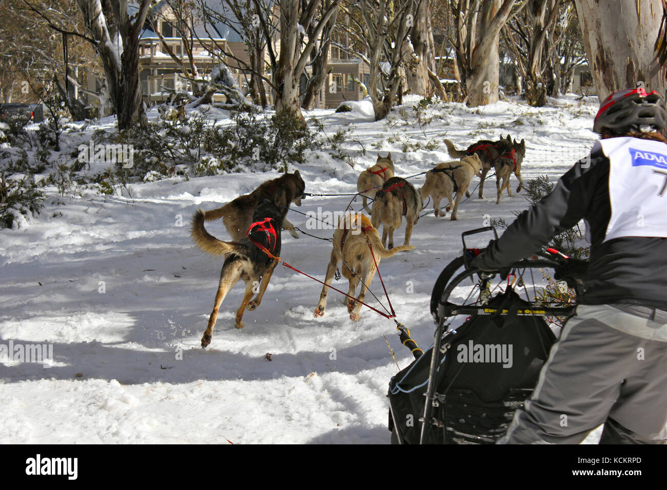 Course de chiens de traîneau avec un seul traîneau tiré par une équipe de chiens Husky le long d'un sentier enneigé. Dîner Plain, Alpes victoriennes, Victoria, Australie Banque D'Images