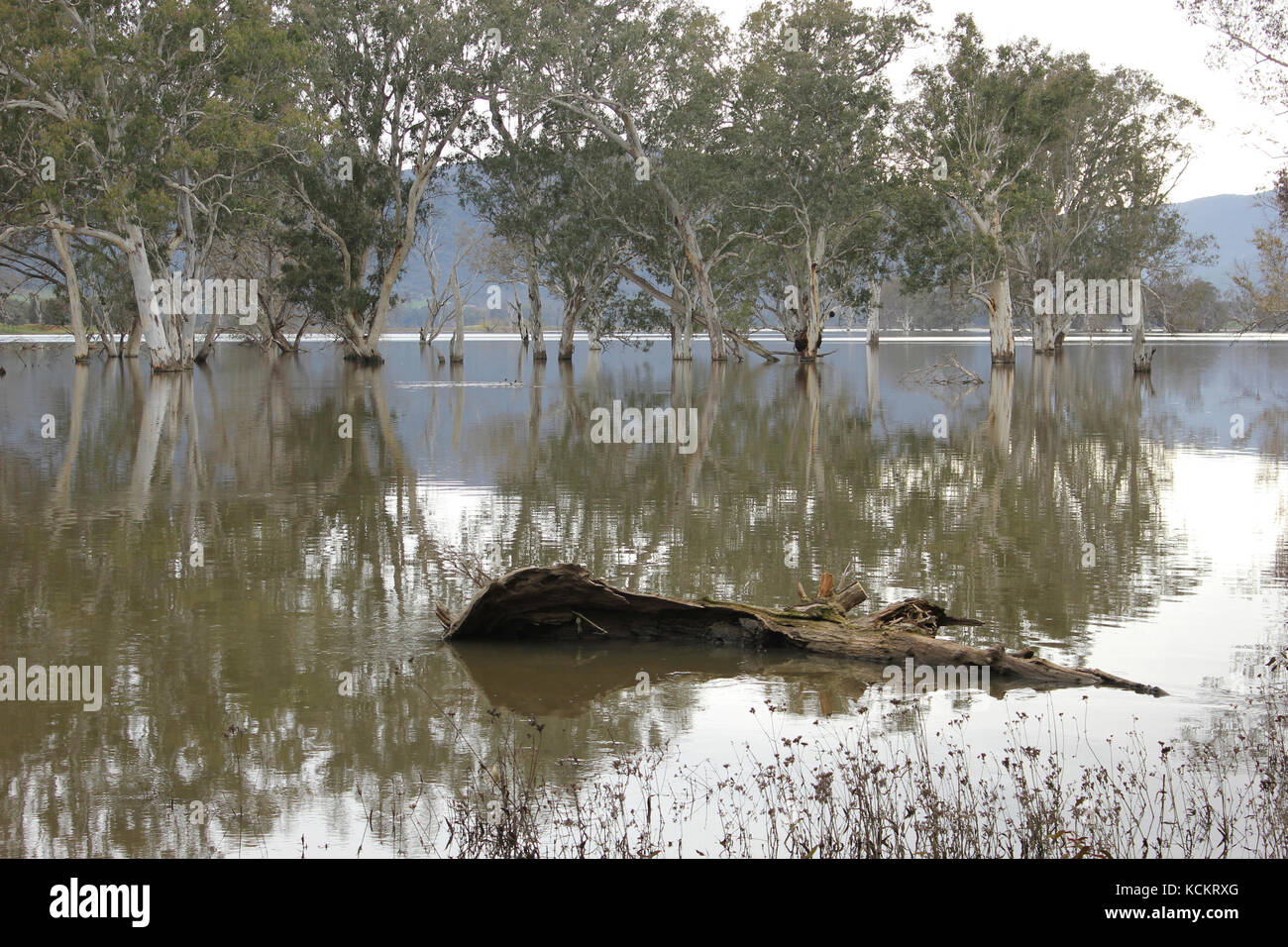 Gommes rouges du lac Hume et de la rivière (Eucalyptus camaldulensis). Un réservoir artificiel, le lac Hume, a été créé sur la rivière Murray en 1919, puis agrandi à Banque D'Images