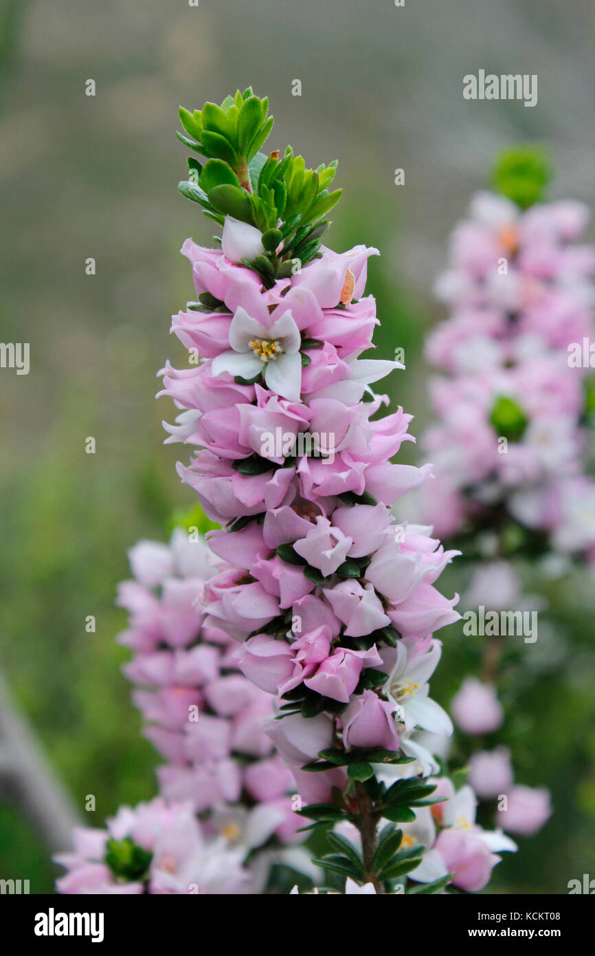 boronia (Boronia pilosa), floraison, début novembre. Cape Hauy, parc national de Tasman, Tasmanie, Australie Banque D'Images
