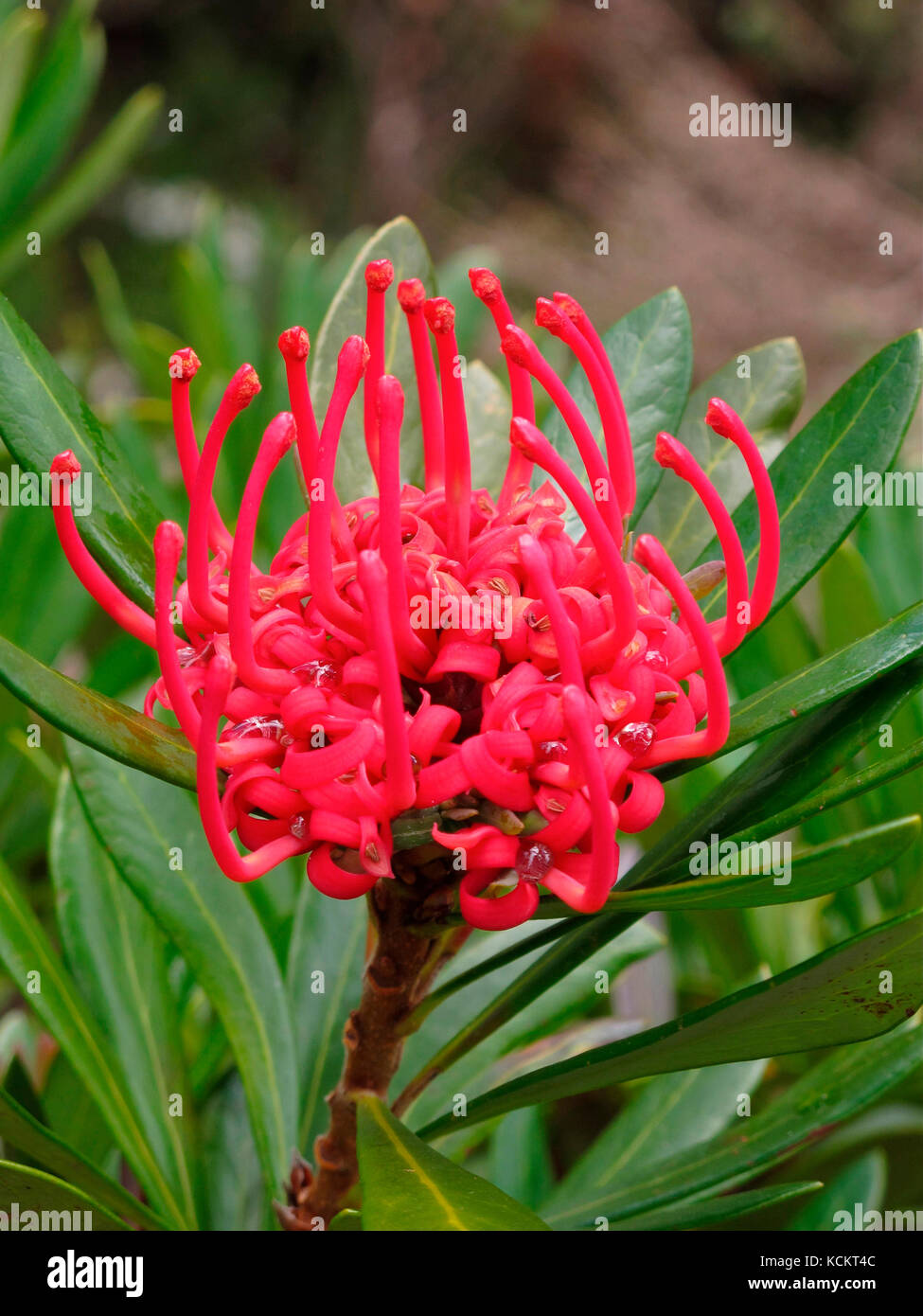 Tasmanian waratah (Telope truncata), tête de fleur. Great Western tiers, Tasmanie, Australie Banque D'Images