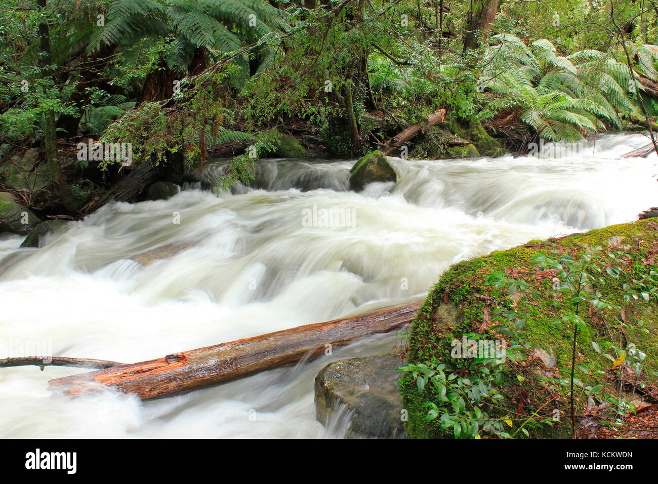 Rapides sur la rivière Taggerty, qui traverse une petite poche de forêt tropicale humide qui a échappé à des feux de brousse catastrophiques en février 2009. Près de Marysv Banque D'Images