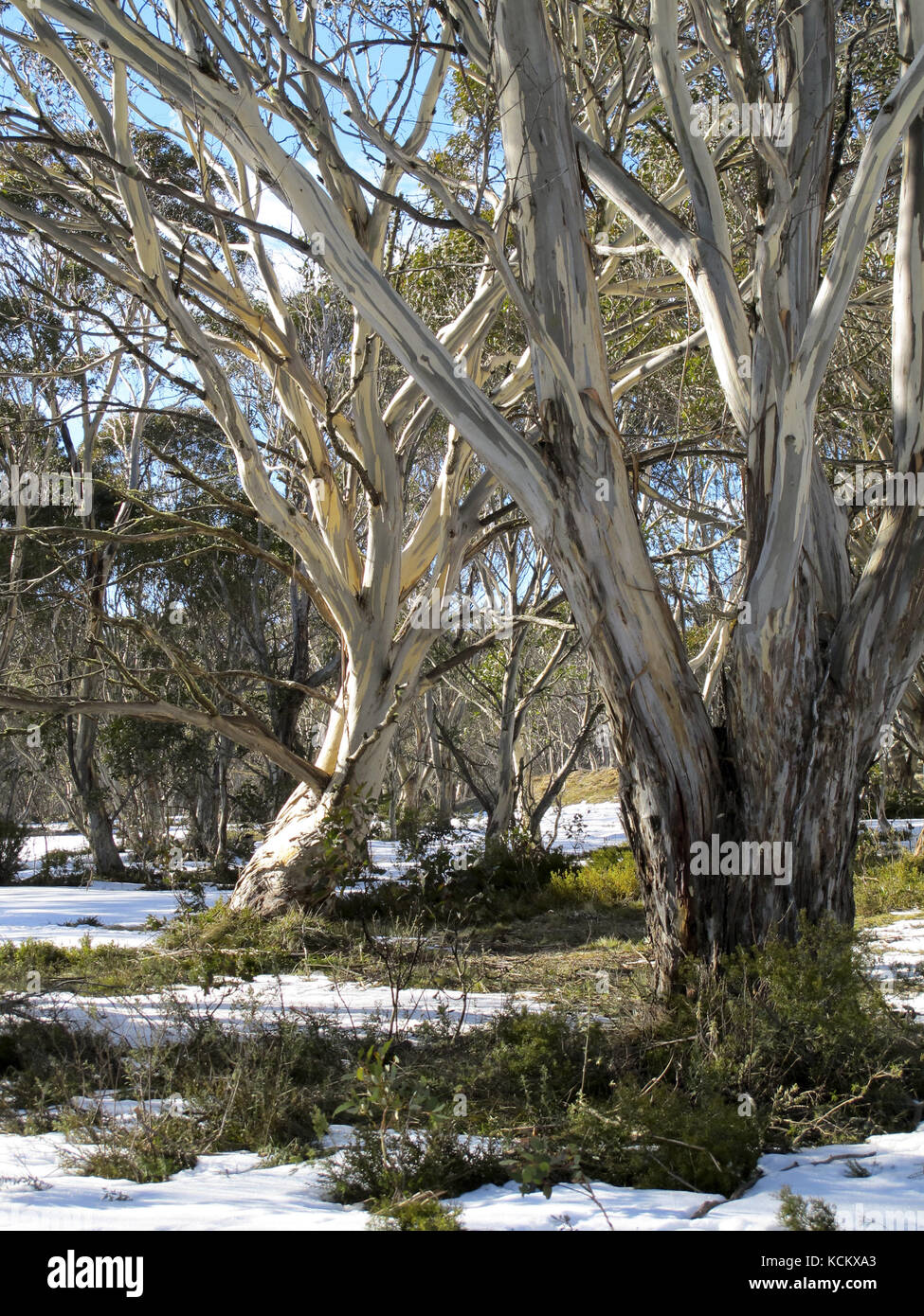 Gommes à neige (Eucalyptus pauciflora) à Dinner Plain, Mount Hotham, dans le nord-est du Victoria, Australie Banque D'Images